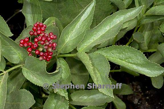 sambucus racemosa ssp racemosa 4 graphic